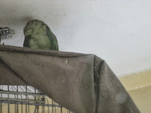 "Mittoo" napping on top of his cage in the house balcony.