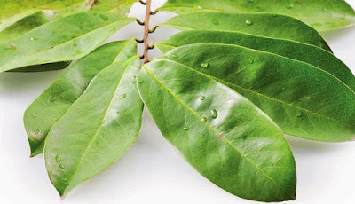 Manfaat Daun Sirsak Untuk Kanker Dan Tumor Manfaat Daun Sirsak Untuk Kanker Dan Tumor