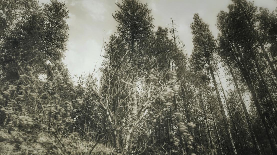 JR Snyder Jr Tall Tall Trees