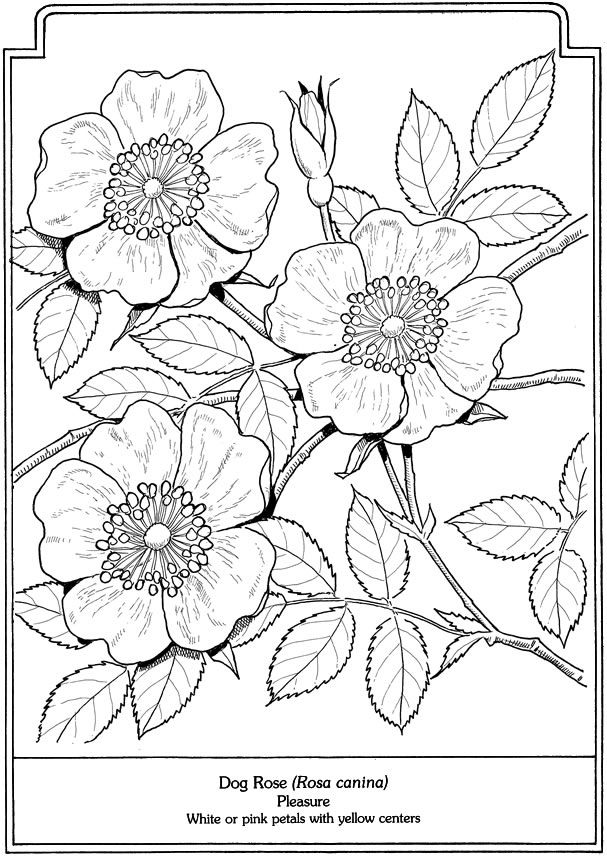 dogwood flower coloring pages - photo #15