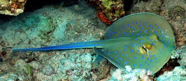 Gambar Ikan Pari dari Jenis Terbaik Beserta Nama Latin dan Inggrisnya