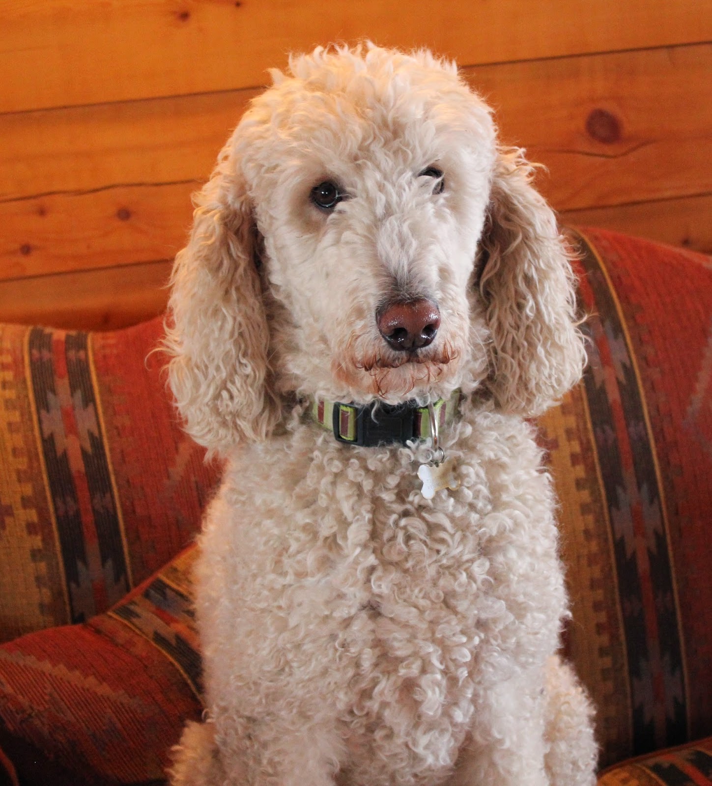 GOLDENDOODLES OF COLORADO Summer 2014 F1 Goldendoodles