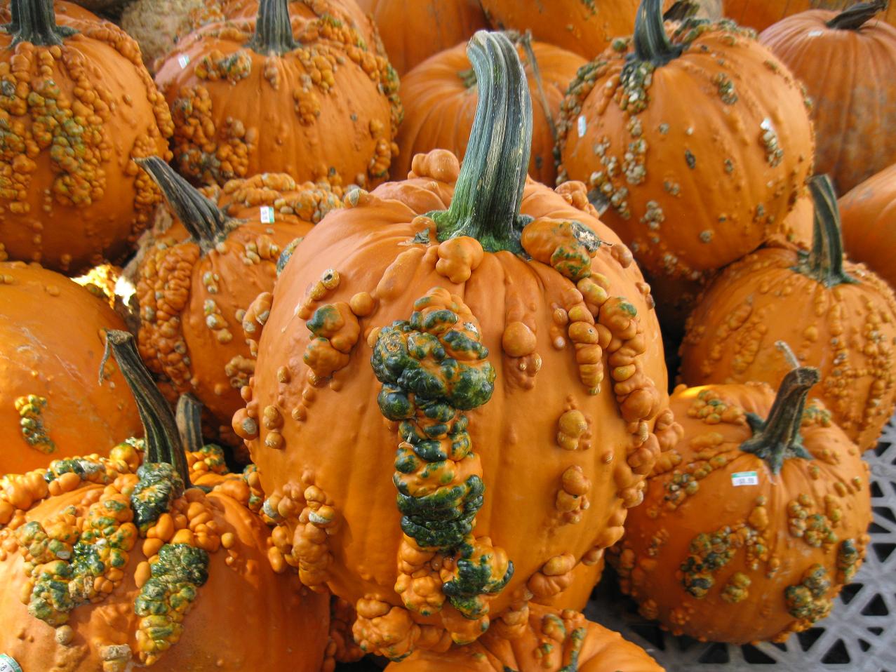 Mater Natura Designs GOURDS, PUMPKINS OR SQUASH?