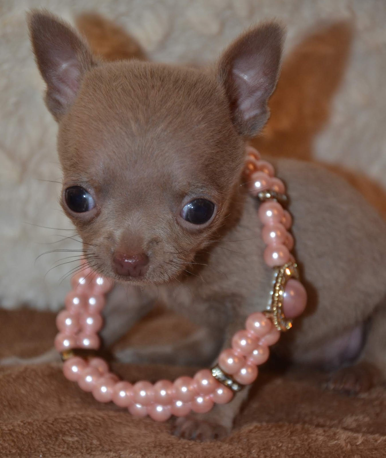 Alabama Toys & Teacups