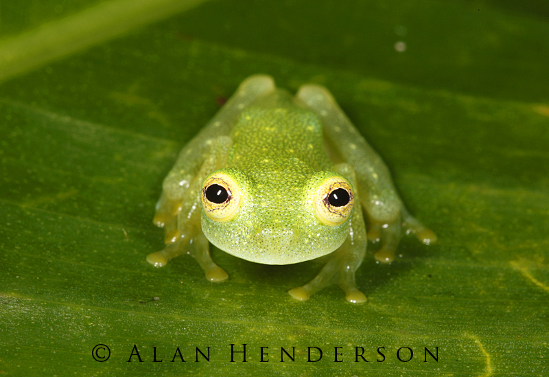 Minibeast Wildlife Rainforest Encounters Costa Rica Day 1213 More