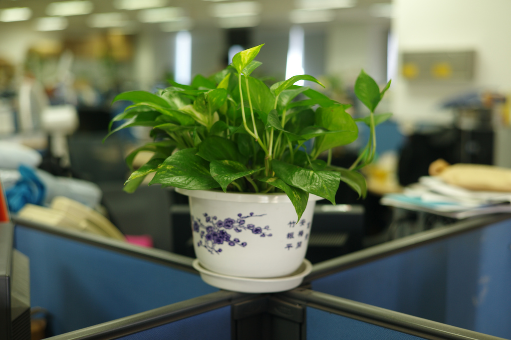 5 Easy Ways To Make Your Office Greener Tech News 24h