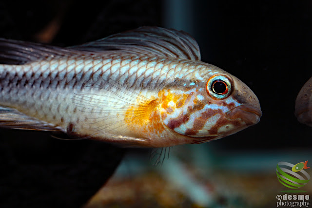 Apistogramma lineata