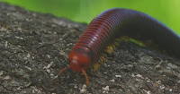 Fuente: http://www.naturalezacuriosa.com/los-lemures-se-drogan-usando-milpies-para-eso-y-mas-video/ Milpiés