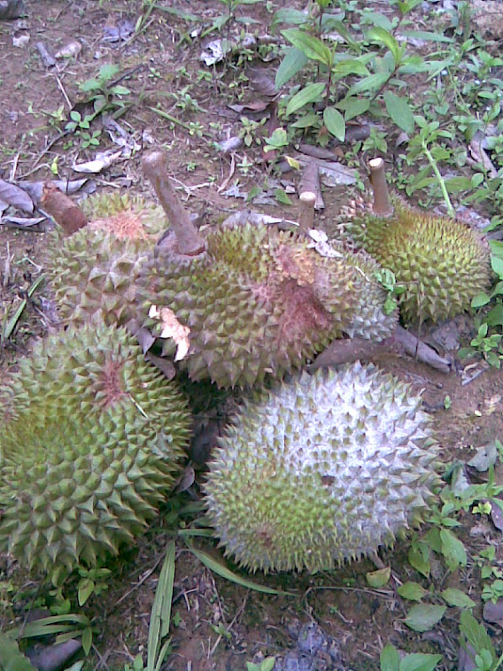 Musim Durian di Kebun ku