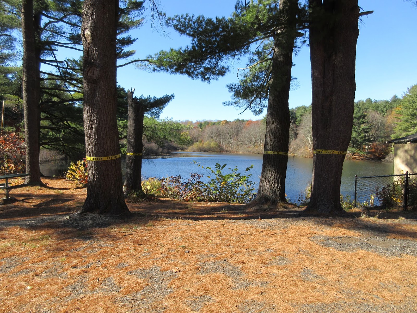 Shelton Trails Committee Tree Clearing at Pine Lake This Week