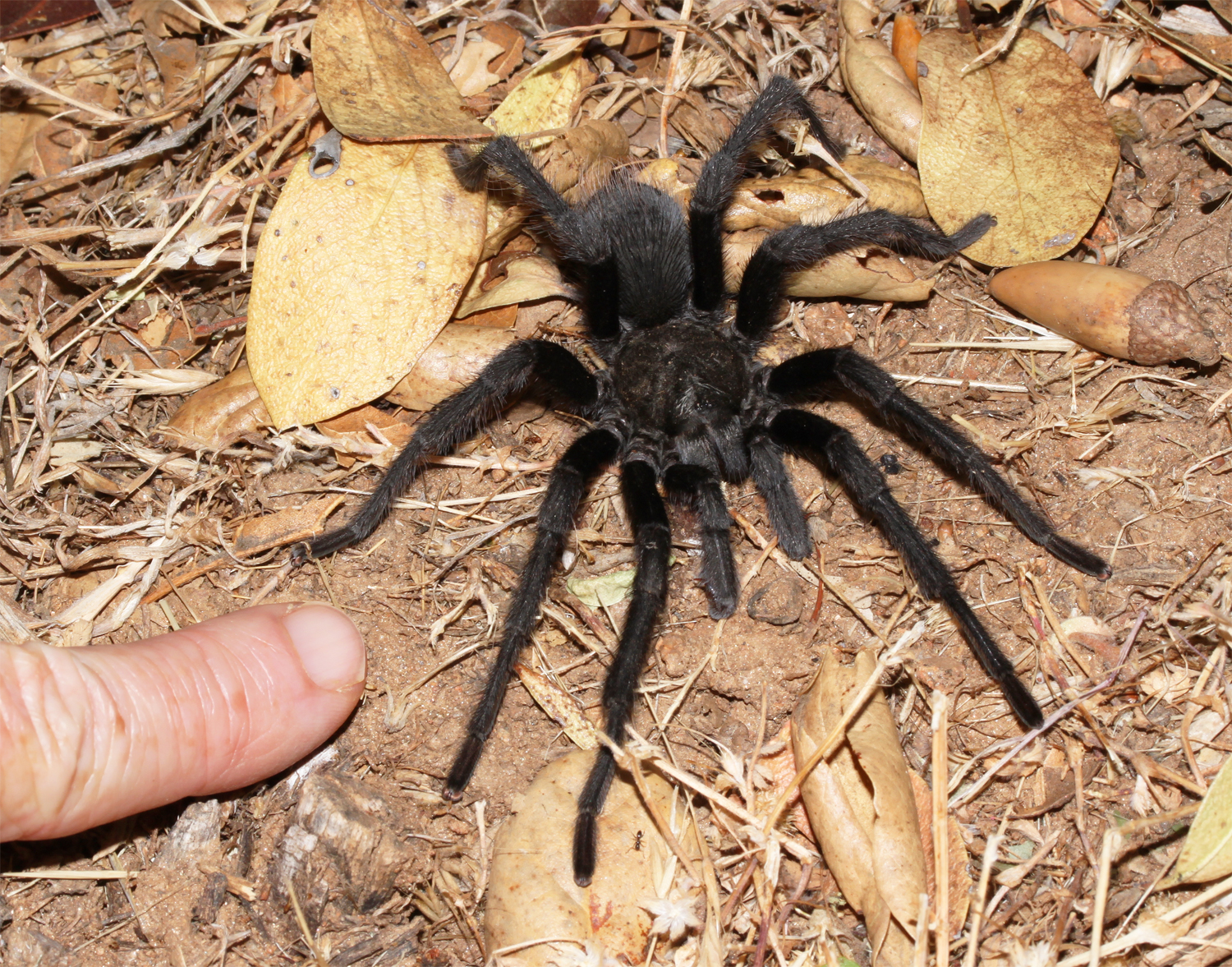 Cuyamaca Woods Mountain Journal Tarantulas are Out and About