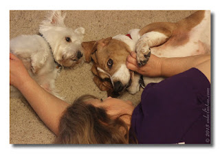 Westie and Basset getting their bellies rubbed