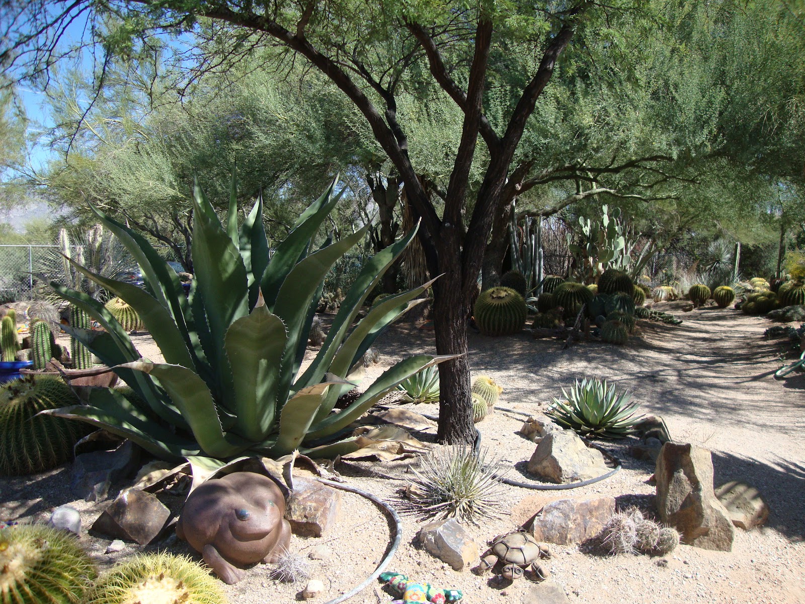 danger garden: B&B Cactus Farm, Tucson