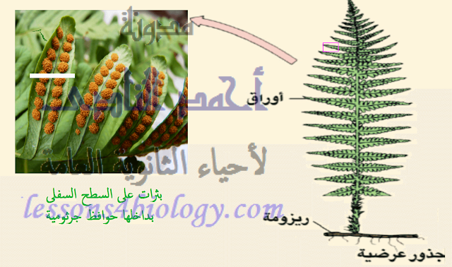 الدرس 52 : ظاهرة تعاقب الأجيال فى النبات - دورة حياة نبات الفوجير | مدونة  أحمد النادى لأحياء الثانوية العامة