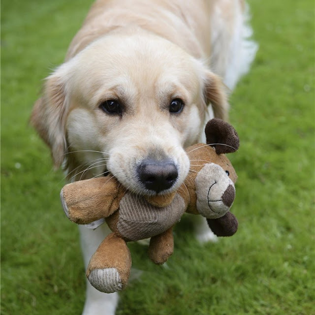 perro, el mejor amigo del hombre perro, el mejor amigo del hombre