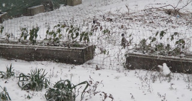 A Home in the Country: Garden Update