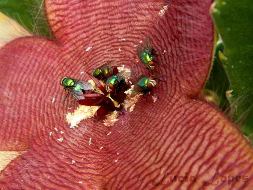 Insetologia - Identificação de insetos: Moscas Varejeiras Iludidas por Flor  Fedida no Rio de Janeiro