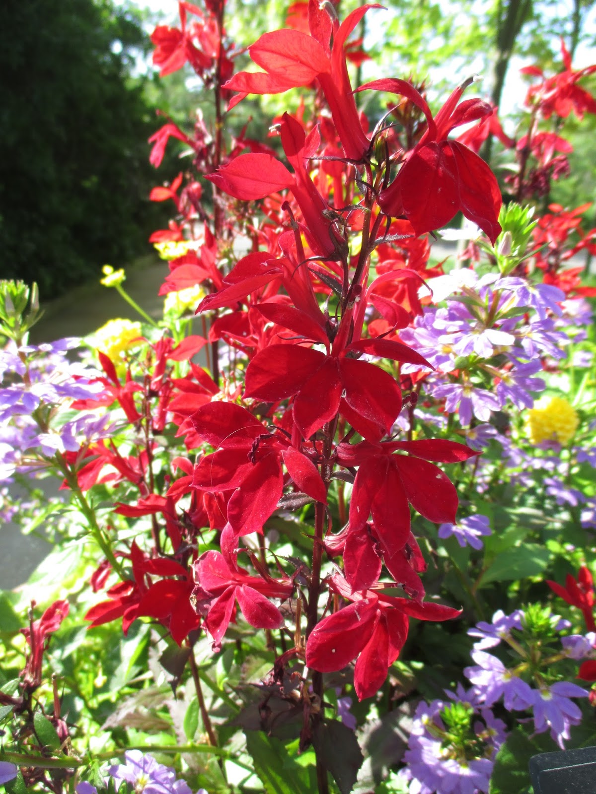 Classic Cardinal Flower Rotary Botanical Gardens