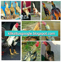 Ayam Bangkok Khas Bulu Jalak/Wido Paling Populer