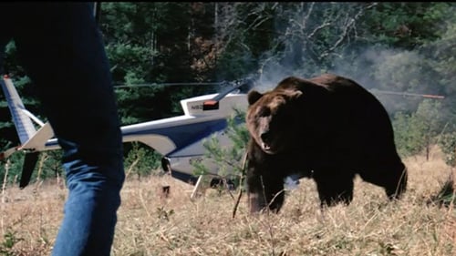 Grizzly l'orso che uccide 1976 iPad italiano