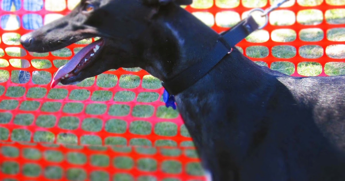WordShaping Greyhound Update for Arizona Greyhounds of the Verde