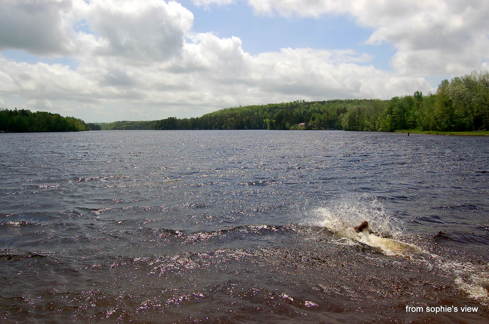 "from sophie's view" Lumsden Pond at Lumsden Dam!
