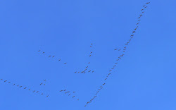 geese skein flying north bird hundred birds morning were