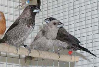 Aussie Bengos: Grey Self Bengalese 3