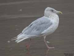 (Larus hyperboreus) Glaucous gull / Gavión hiperboreo / Ipar kaioa