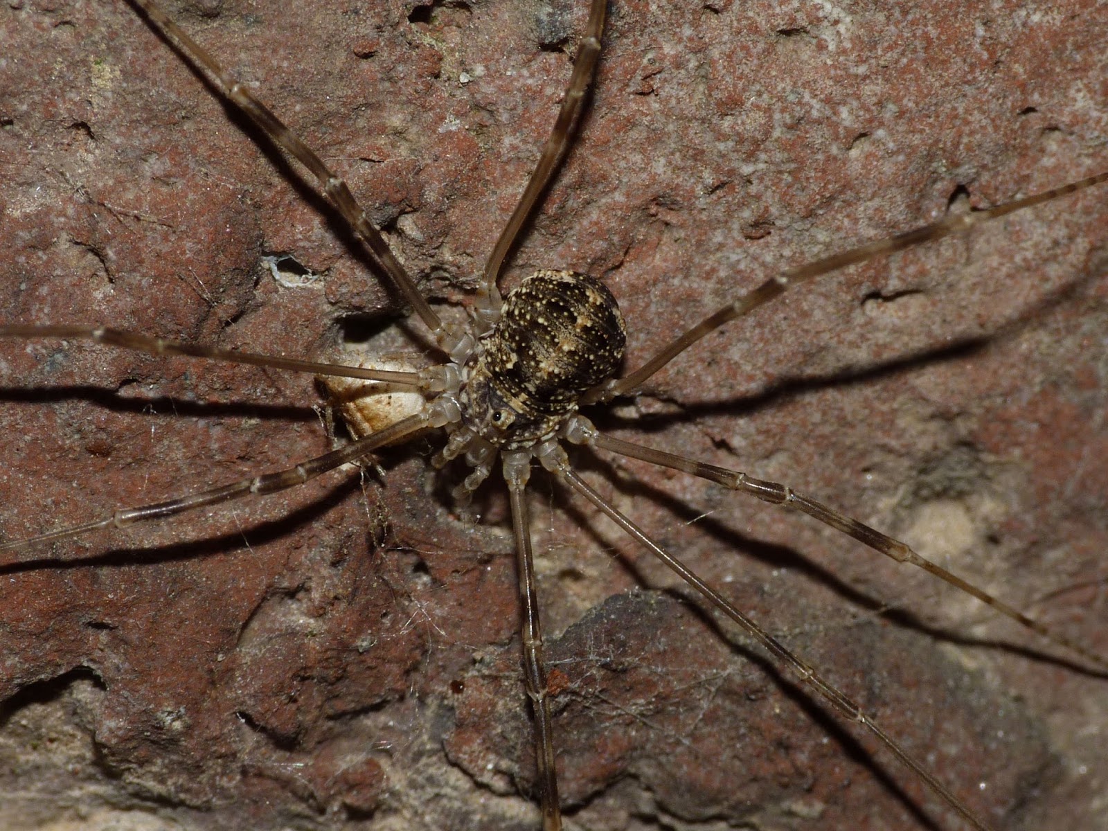 Opilio – Variety of Life