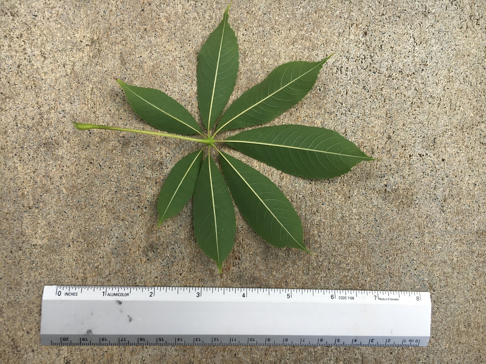 Ceiba speciosa (Silk Floss Tree)