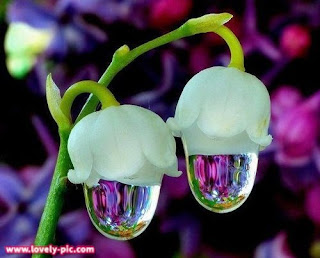 صور ورد