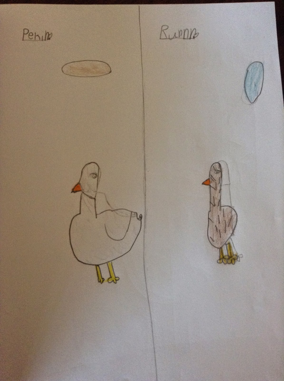 Pekin Ducks vs. Runner Ducks Fort Kindergarten