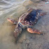 Νεκρή χελώνα καρέτα καρέτα στο Δρέπανο Ηγουμενίτσας (+ΦΩΤΟ)