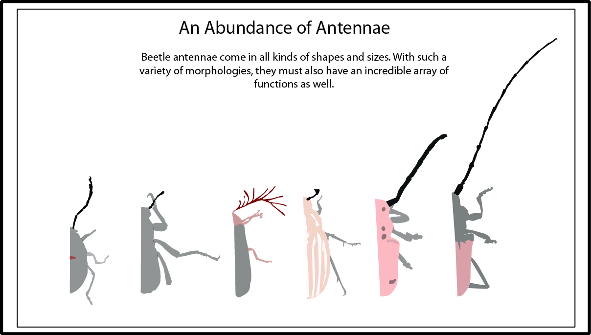 Tejon Ranch Conservancy Blog Wildlife Profile Beetles