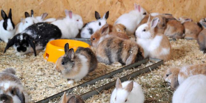 Tbk Online Sukses Budidaya Kelinci Untuk Pemula