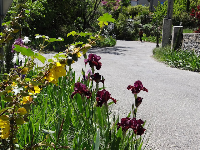 avril, jardin fébrile - Page 7 DSC07162