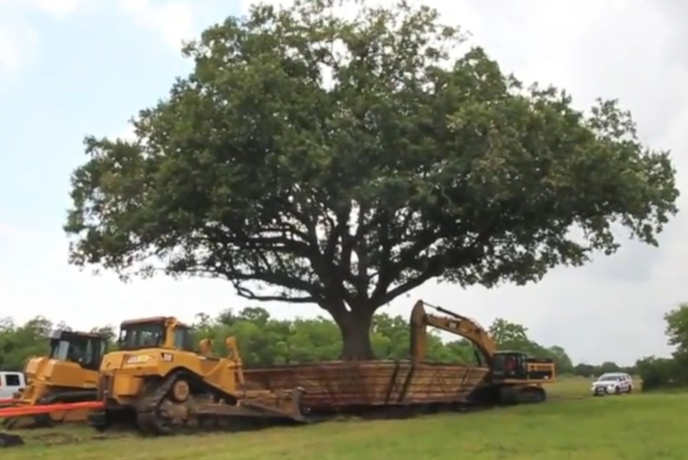 Scented Leaf: 100 Year Old Compton Oak Moved To A New Location