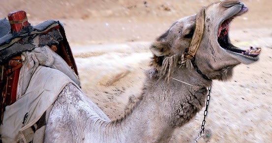 Antara Abu Lahab dan Abu Jahal, Siapa Sebenarnya Mereka?