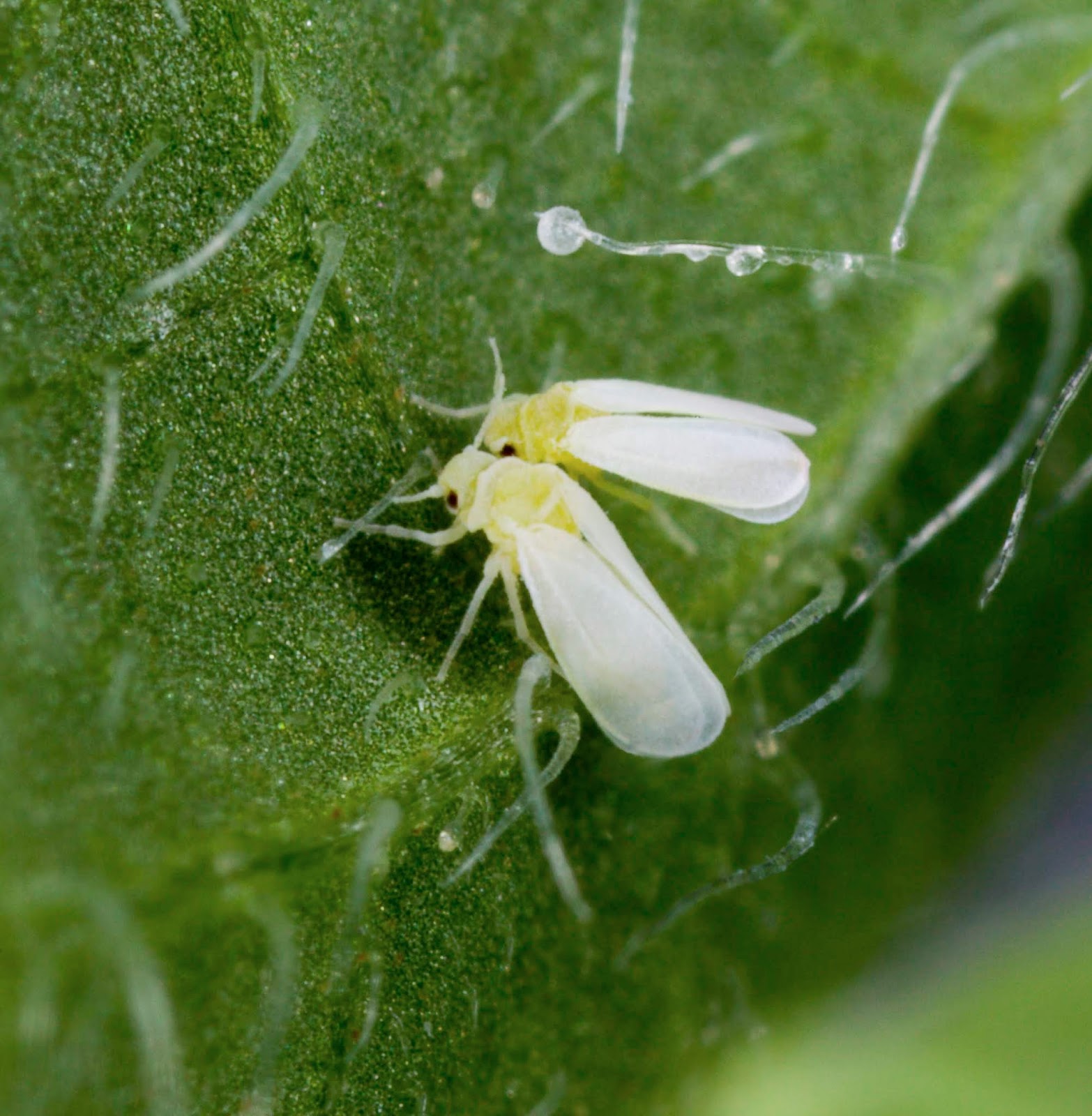 WHITEFLIES MANAGEMENTTHE INTEGRATED APPROACH HYBRID VEGGIES