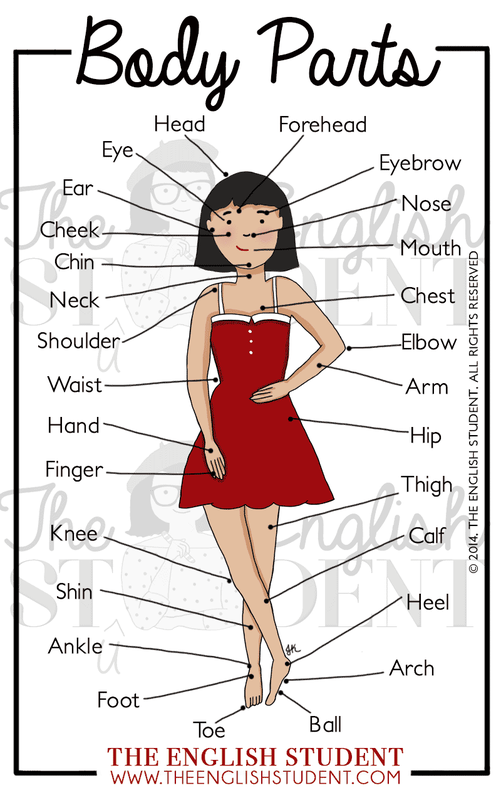 Yojo Graphics Human Body Parts Name With Image Vector Hd Poster