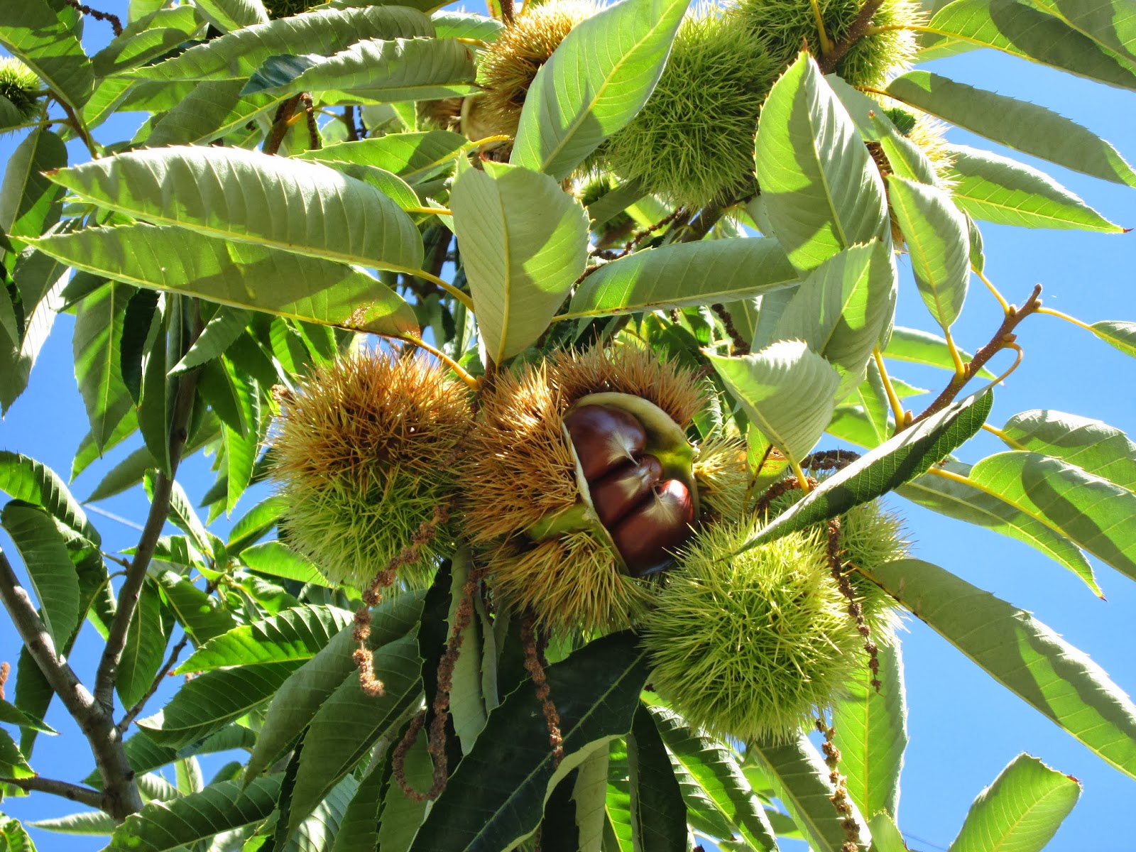 BlogDosForninhenses: Imagens de Castanhas