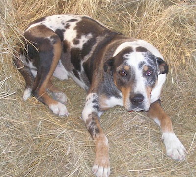 the state dog of louisana is the catahoula leopard dog
