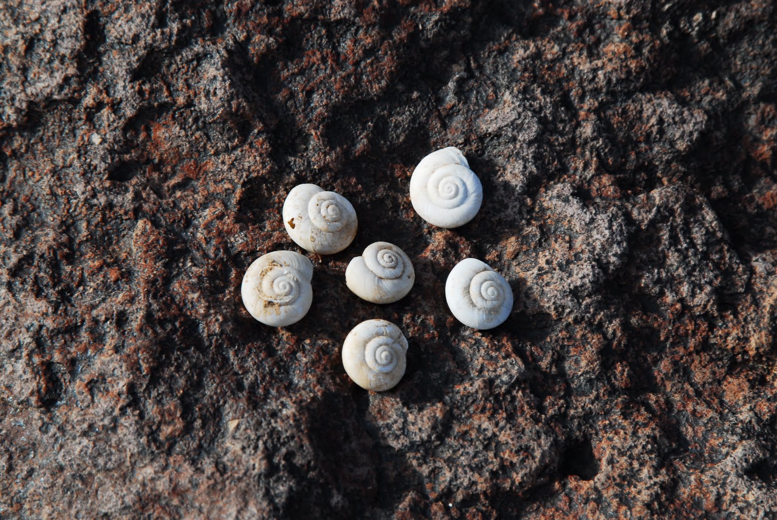 Kat Tracks Desert Snails