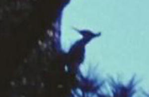 LinkNotes: The Largest Woodpecker in the World