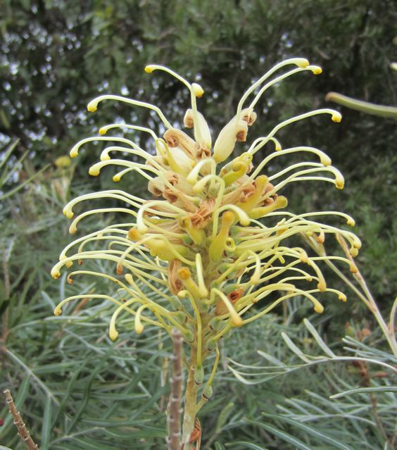 Flowers by Friends Yellow grevillea by