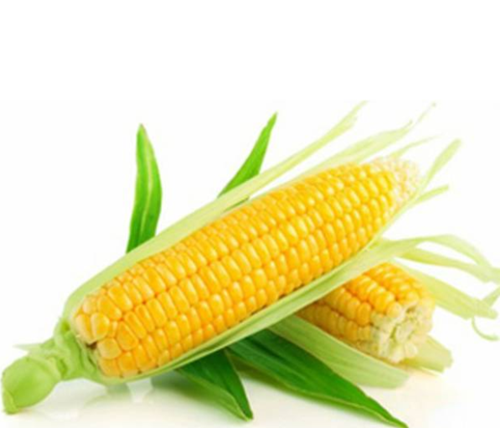 Erek Erek Jagung 2d 3d 4d Menurut Buku Mimpi Erek Erek