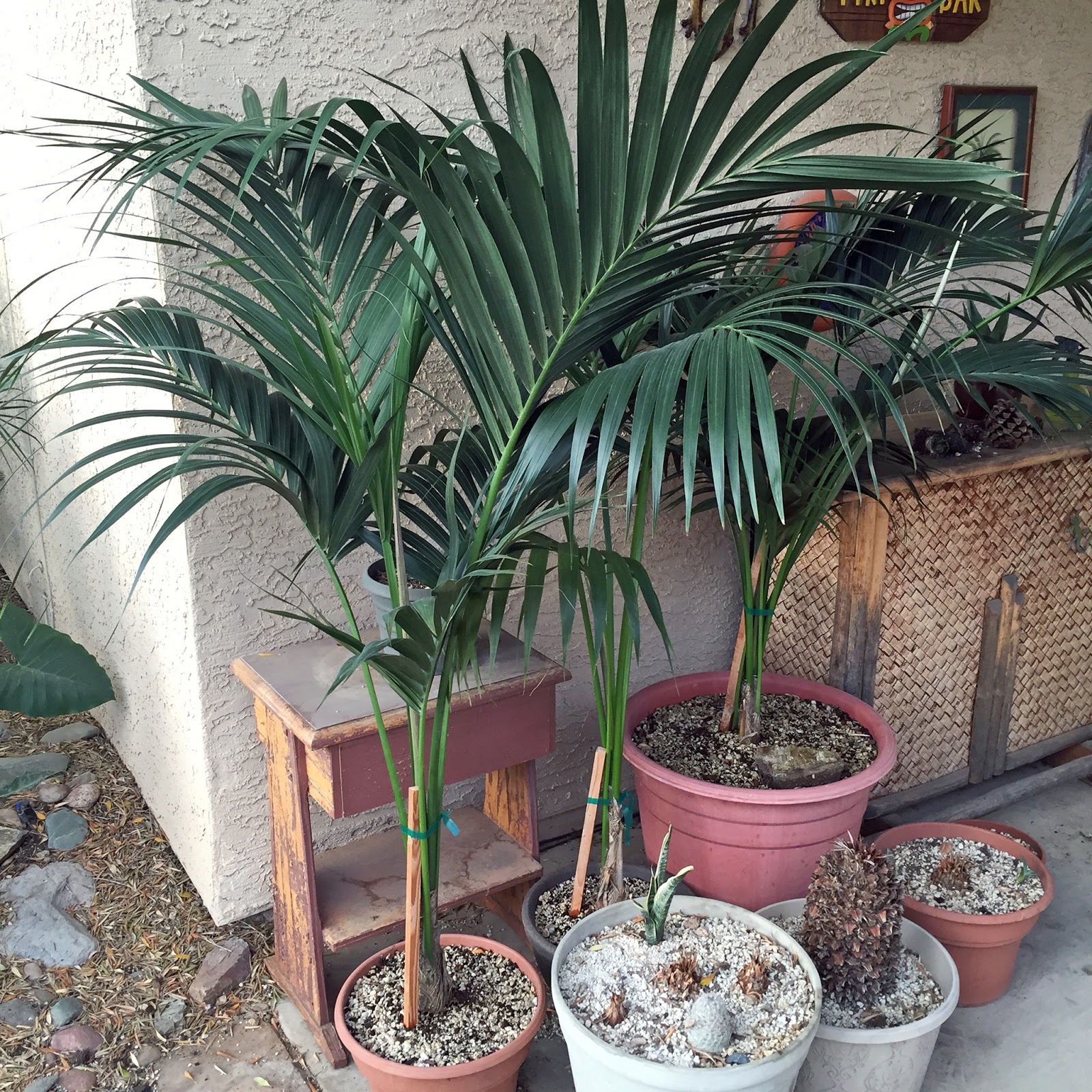 Collection 96+ Wallpaper What Do The Roots Of A Palm Tree Look Like Superb