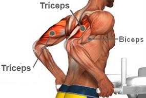 ejercicios para agrandar el biceps