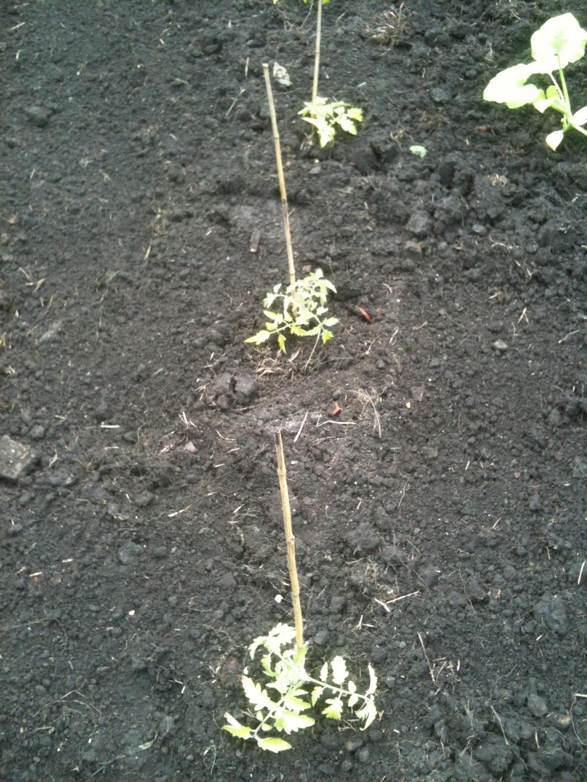 Planting Outdoor Tomatoes Life on Pig Row
